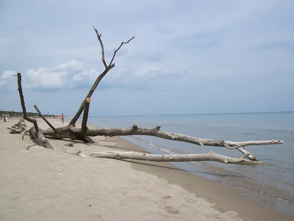 Lido di Dante, Ravenna: Free Sand and the Bassona Reserve