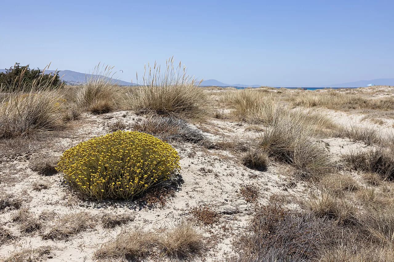 Mikri Vigla, Naxos: Two Bays, Winds & How to Get There