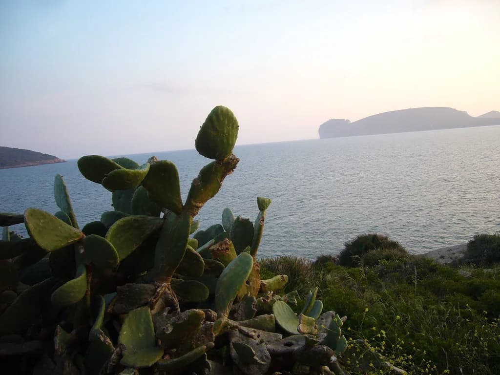 Mugoni Beach, Alghero: Pine-Shaded Sand and How to Get There
