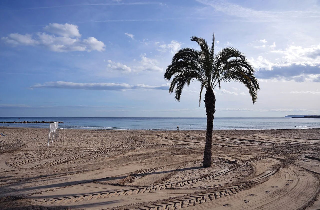Palm Tree beach alicante