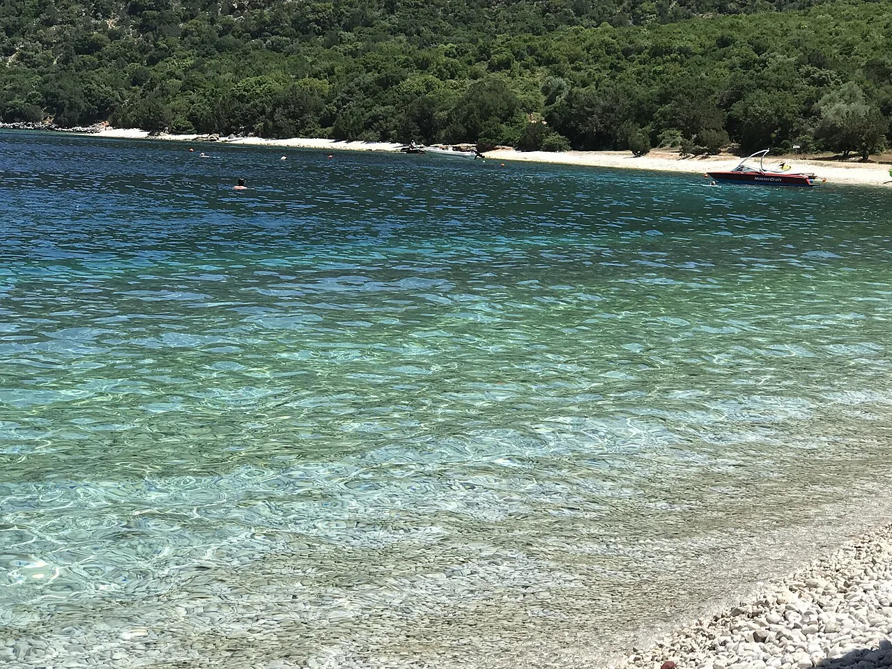 Acetabularia acetabulum at Kefalonia, Greece
