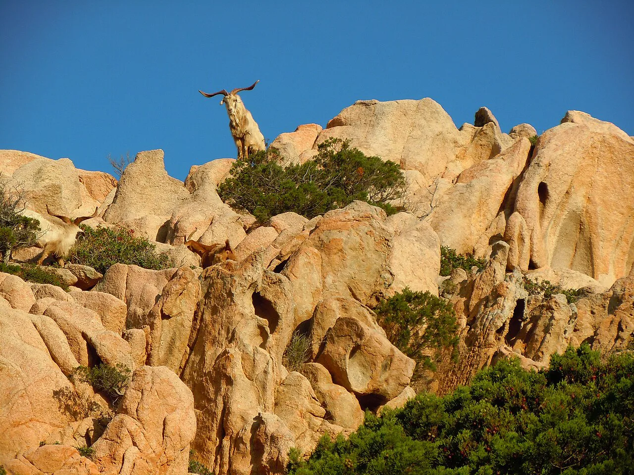 Sentiero per Cala Coticcio, La Maddalena OT, Italy - panoramio, Olbia