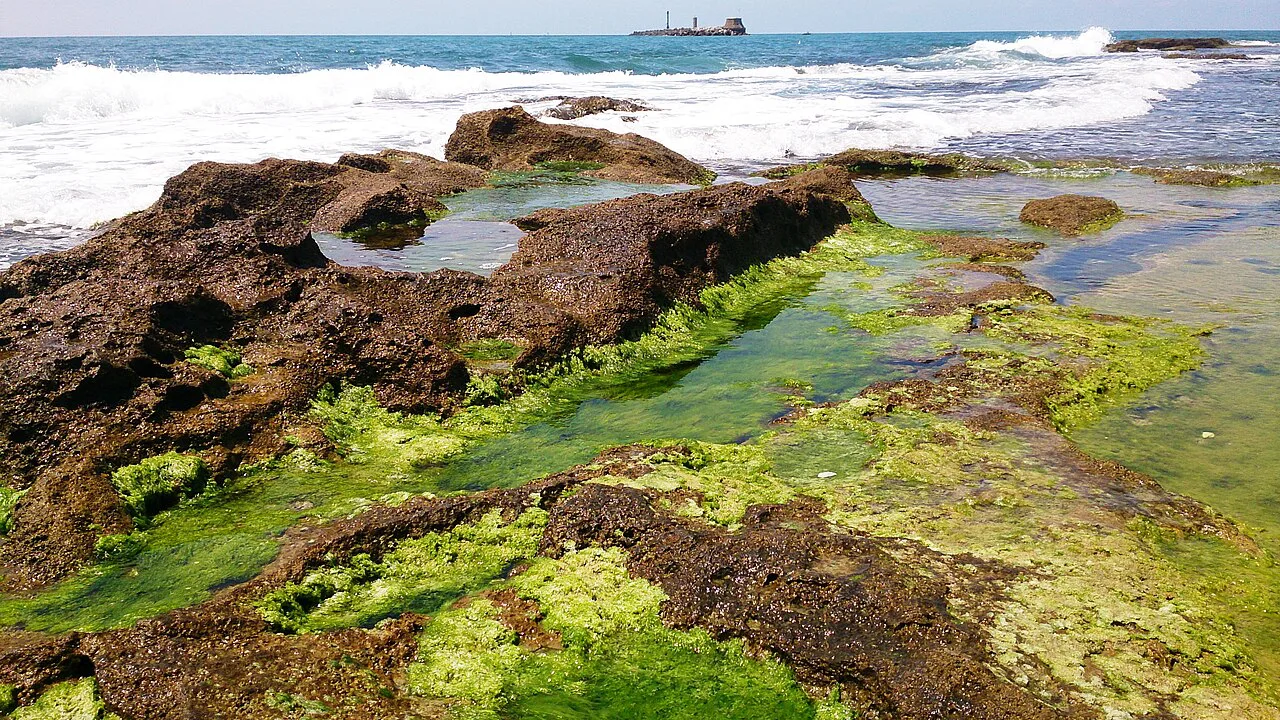 The moss, Livorno