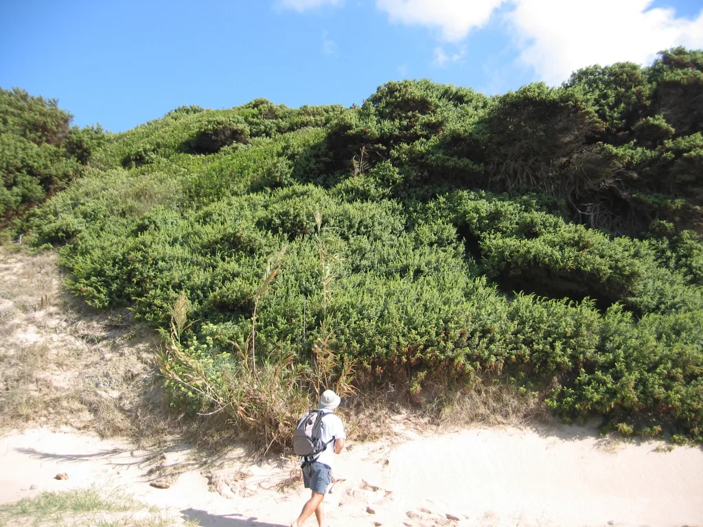 Juniperus macrocarpa Playa de Valdevaqueros, Tarifa